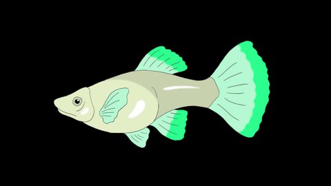 Big Green Guppy Aquarium Fish floats in an aquarium. Animated Looped Motion Graphic with Alpha Channel.
