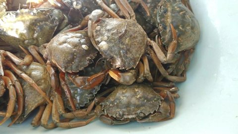 seafood fresh crabs crawling life