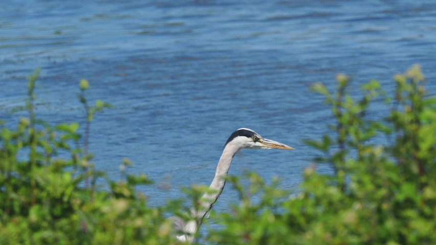 Grey Heron Head by Water 