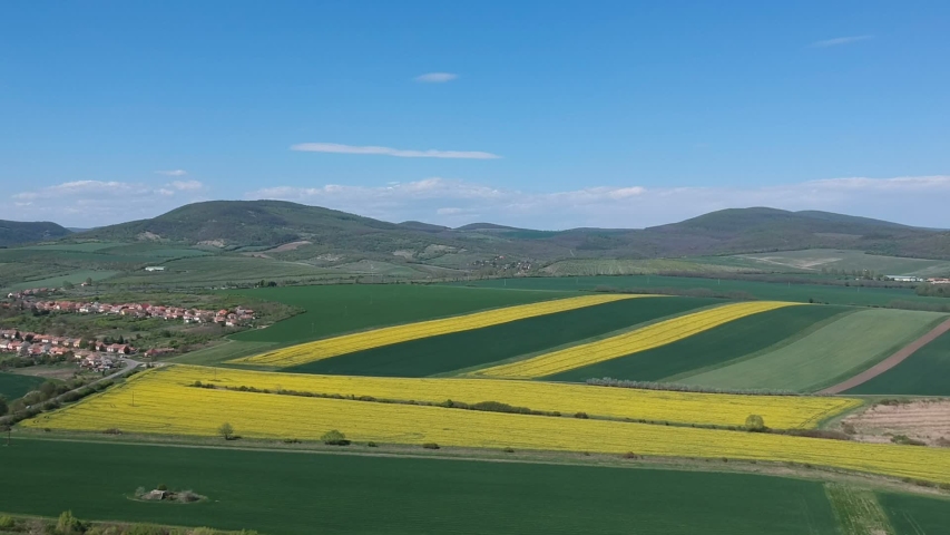 Aerial drone shot of beautifully yellow oilseed rape flowers in the field
