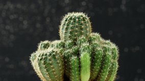 Close up green cactus, Footage of cactus plant rotates on black background. 4k