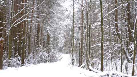 Fairytale beautiful coniferous forest in russian winter, trees with snow on branches. Place for family leisure, Father runs along snowy road and pulls tubing with son, playing together, stock video