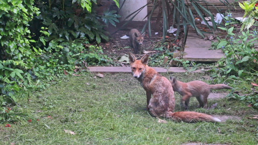 Playful Fox Stock Video Footage - 4K and HD Video Clips | Shutterstock