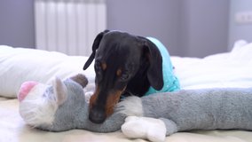 dachshund dog, black and tan, in bed plays with his toy cat, looks into the camera, barks and continues gnaw toy