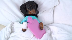 dachshund dog, black and tan, in bed with high fever temperature, wrapped in a bandage paw, ice water bag under the paw