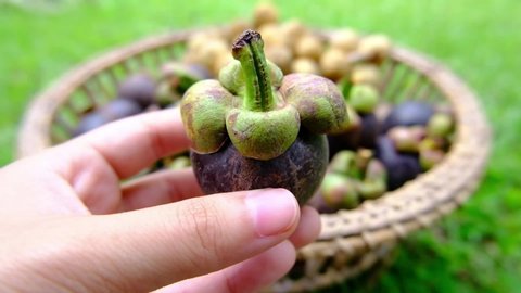 Dolly close-up to hold mangosteen fruit with fruit basket Background.