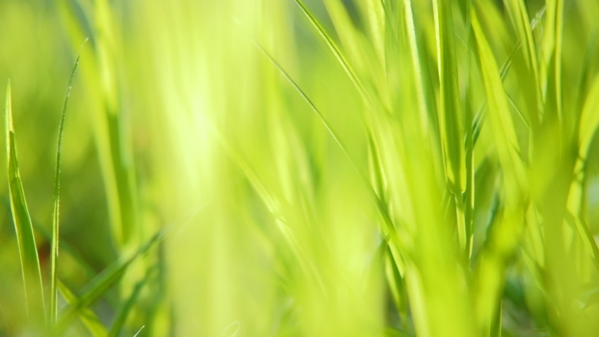 Sunlit juicy green grass lawn. Fresh lush meadow or field. Defocused macro motion shot