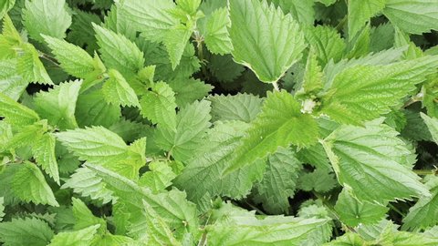 Thick thickets of green wild nettle moving in the wind