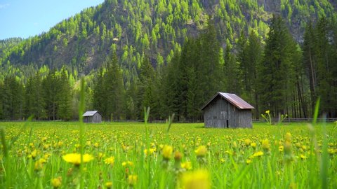 Scenic handheld shot of idyllic spring landscape in the Alps with old farm house, blooming flowers on meadows and snowcapped mountains in the background.Tourism and travel concept.