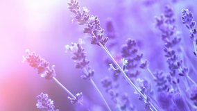 Lavender. Blooming Violet fragrant lavender flowers on a field, macro, close up. Background of Growing Lavender swaying on wind, harvest. Garden, gardening. France provence. Slow motion 4K UHD video
