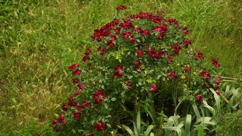 red rose bush from above 