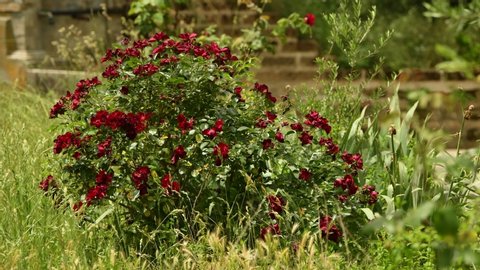 flowering red rose plant in a countryside house garden