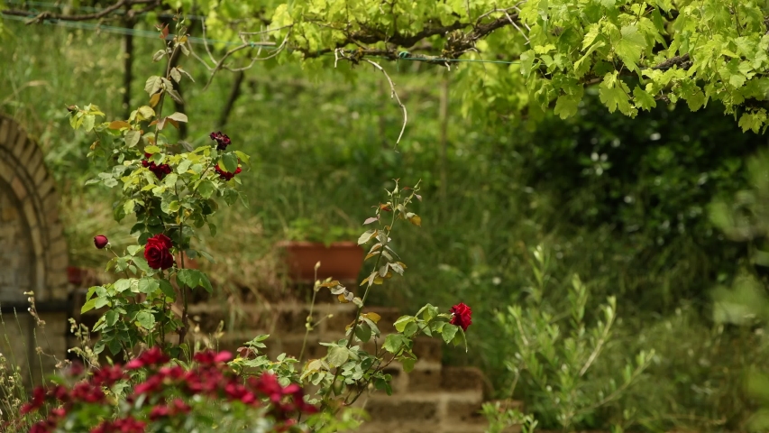 red roses on a countryside house graden