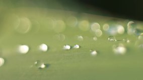 Dew of water on leaf macro video background