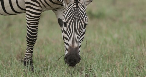 Zebra on the Maasai Mara in Kenya, East Africa. 