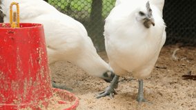 Phuphan black bone chickens eating food in farm.  Kai Dum Phuphan has white fur. 4k Footage 
