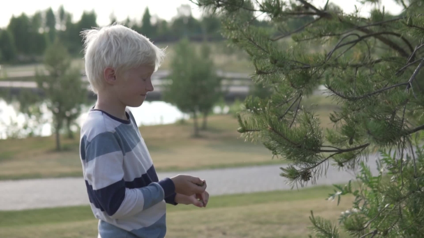 Mom and son collect cones from a tree in the summer in the park. Woman tells her son blond about the trees in the park