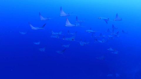mobula ray underwater school of ray fish tropical sea scenery