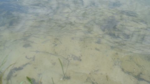 Background of beautiful clear water in the lake

