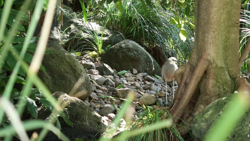 White-face Heron out in nature during the day