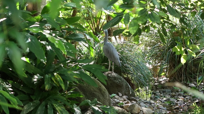 White-face Heron out in nature during the day