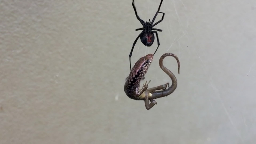 Dangerous Australian Redback Spider Eats Footage Video (100% Royalty-free) 1031976854 | Shutterstock
