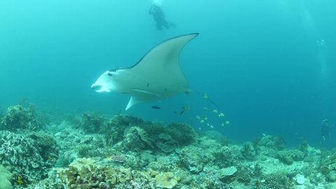 Manta ray underwater swim elegant tropical waters with corals scuba divers to see and take photos
