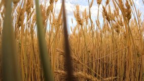 VIDEO, slow motion with action camera through wheat field at sunset in summer time
