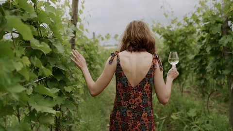 Woman in dress Walking in Vineyard, Back View of Woman at Agriculture Field, Examining Grape with glass of wine Early Summer, Slowmotion