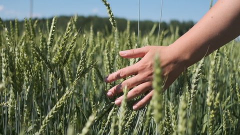 Female hand touching wheat in summer field. Slow motion.