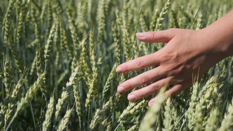 Female hand touching wheat in summer field. 
