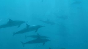 School of wild dolphins swimming in shallow water off the coast of Mauritius 