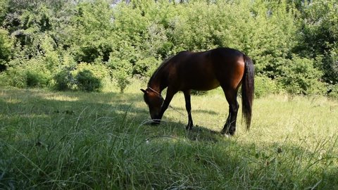 Beautiful brown horse walks on green grass in the Park in nature
