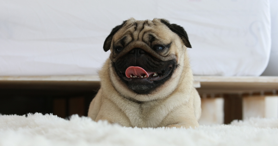 Happy dog pug breed smile and lying in bedroom feeling so comfortable and ralax,Healthy purebred dog