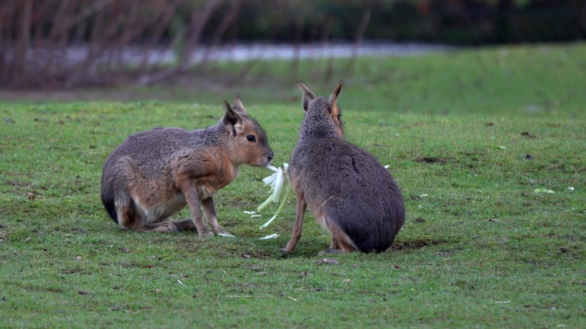 Patagonian Mara, Dolichotis patagonum. These large relatives of guinea pigs are common in the Patagonian steppes of Argentina but live in other areas of South America as well such as Paraguay.