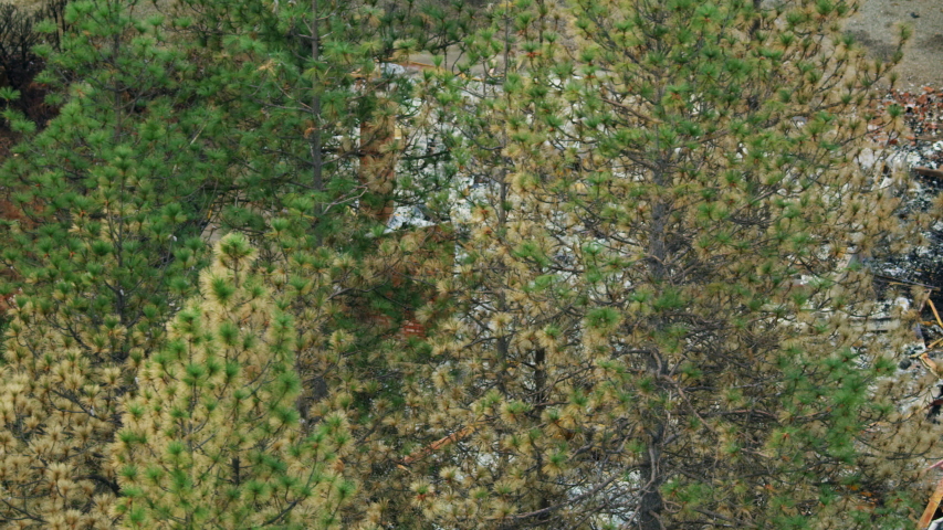 Aerial view of charred and scorched trees after recent devastating forest wildfire destroying homes and lives Paradise California America RED WEAPON