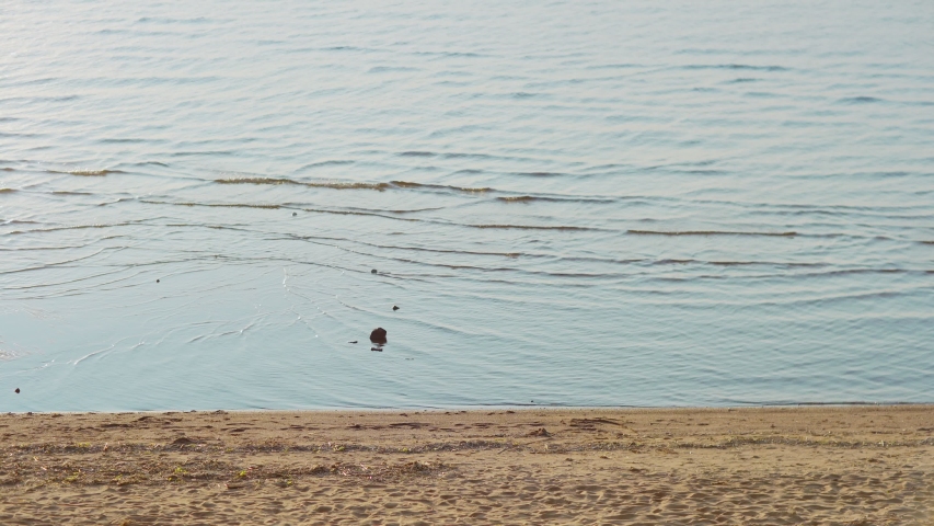 High angle side view of four diverse friends walking on beach along coastline on summer day. Group of cheerful young people talking, drinking beer and dancing feeling carefree