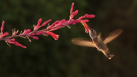A juvenile male Costa's hummingbird visits some red yucca flowers in early morning light.