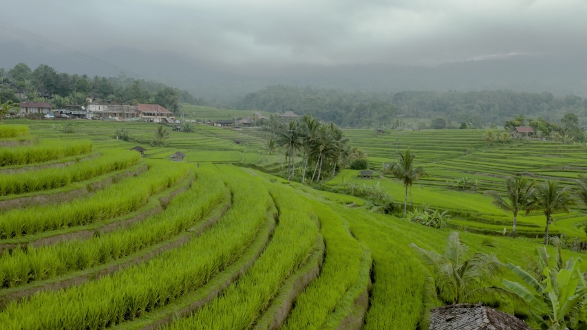 An aerial shot vrawls along just above the rice paddies with the city of Jatiluwih in the background.