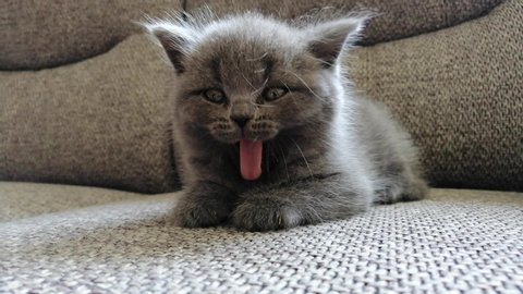 Cute gray british kitten is gaping on the sofa