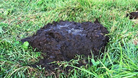Step on poop Stock Video Footage - 4K and HD Video Clips | Shutterstock