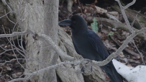 Picture of the Japanese crow