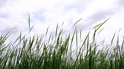 Cattails plant swaying by the strong wind.Bulrushes or Cattail blowing on a windy day.Cattails grass high the nature landscape outdoors. 