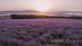 Aerial nature landscape video. Flight over lavender meadow at sunset. Agriculture industry scene. Nature 4k scene composition. - Powered by Shutterstock - Get 15% off with code: PIKWIZARD15