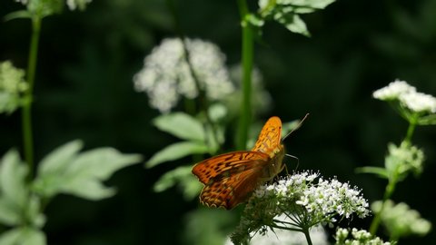 Butterfly on a white flower close up. स्टॉक वीडियो