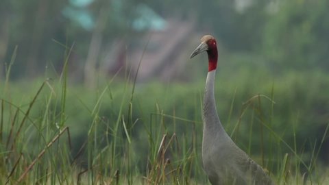 The sarus crane is large water bird, It has a quick eye.  at  wetland of Burirum province ,Thailand.
