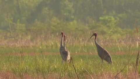 In the morning light, lovers of sarus crane dancing in the fields, the breeding season.  At  wetland of Burirum province ,Thailand.
