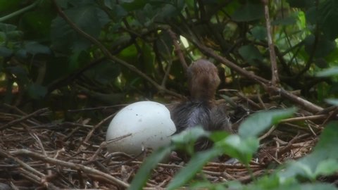 the baby sarus crane to hatching from eggs. Nakhonratchasima Zoo ,Thailand.