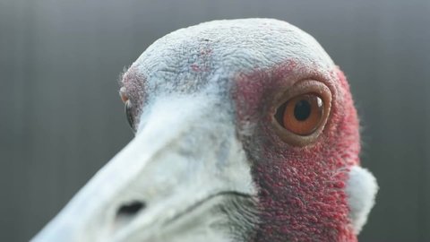 close up shot, The sarus crane is orange eyes and red skin on the face. Nakhonratchasima Zoo ,Thailand.