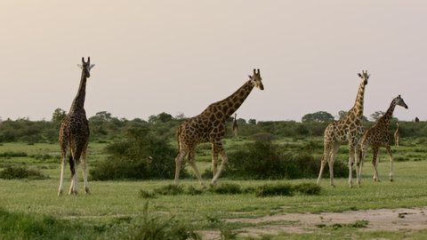 Giraffes at Murchison Falls National Park in Pakwach, Uganda. 